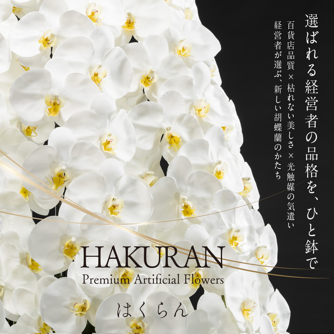 胡蝶蘭専門 法人向け　HAKURAN －はくらん－